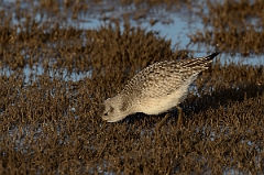 David Plant Photography - Wildlife Photography - Grey plover - I